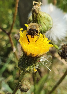 Biene und Habichtskraut